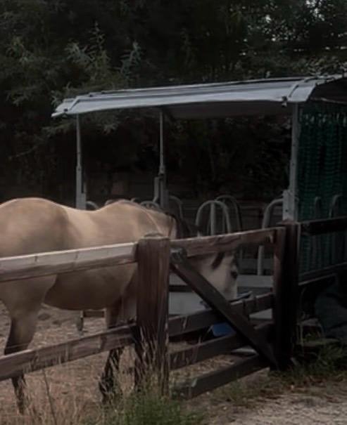 Hooiruif voor paarden, Dieren en Toebehoren, Ophalen, Nieuw, Dressuur