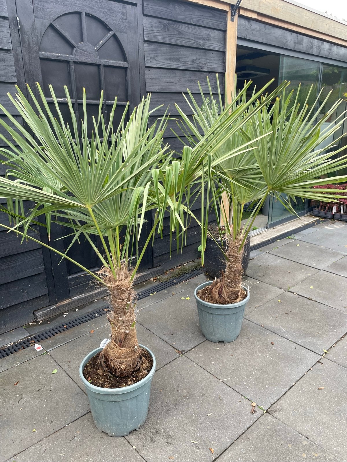 Trachycarpus Fortunei Palm - 150-160 cm hoog, Volle zon, Vaste plant, Bloeit niet, Ophalen
