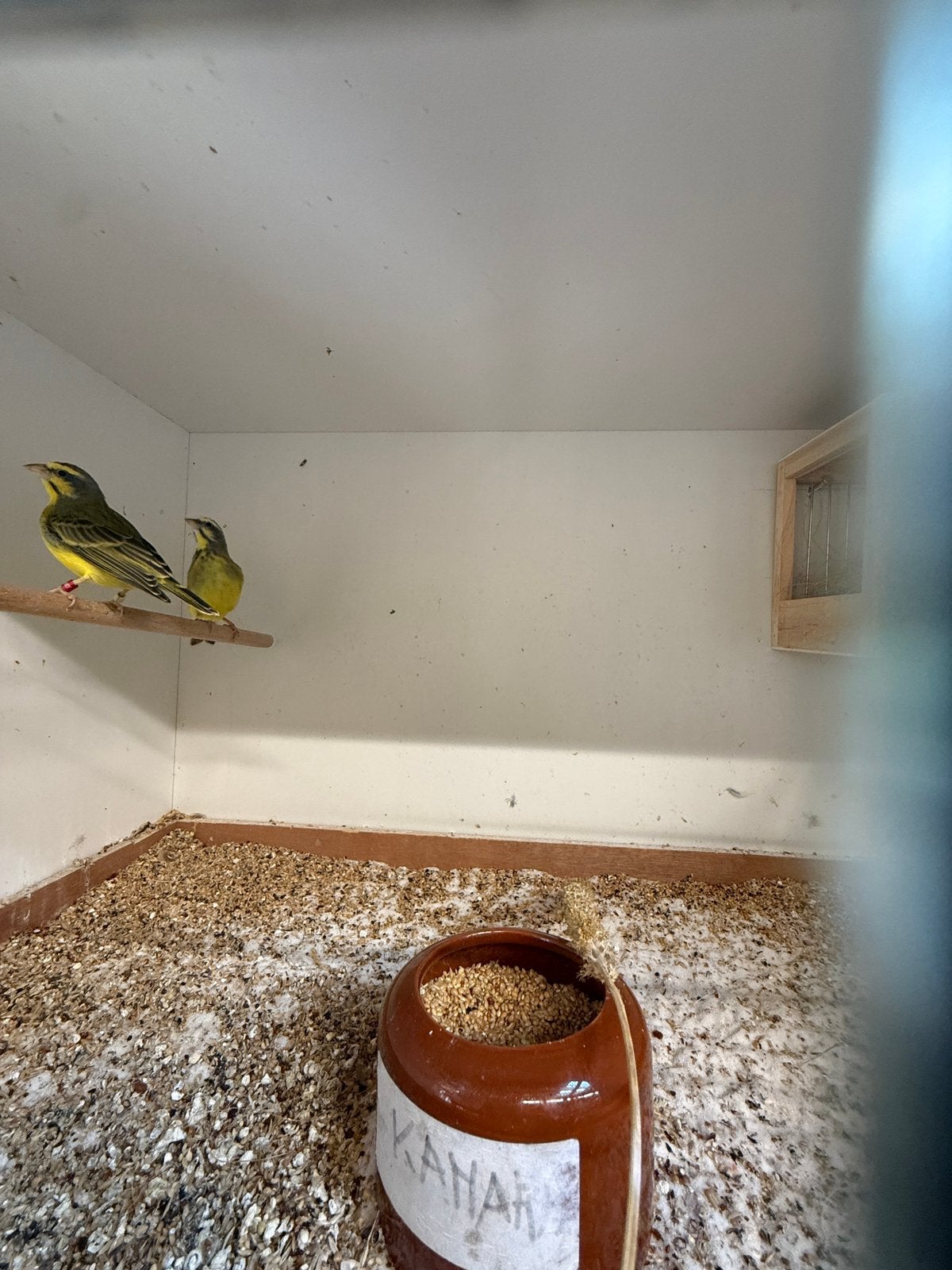 Prachtige koppel mozambiquesijs 2024, Dieren en Toebehoren, Vogels | Overige Vogels, Meerdere dieren, Geringd