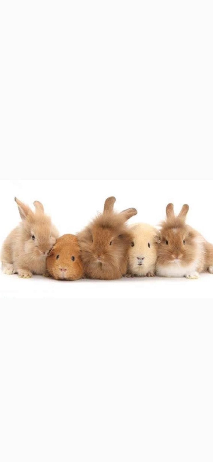 Aangeboden, Konijn oppas,, Dieren en Toebehoren, Hamster, Juli, Meerdere dieren, Tam