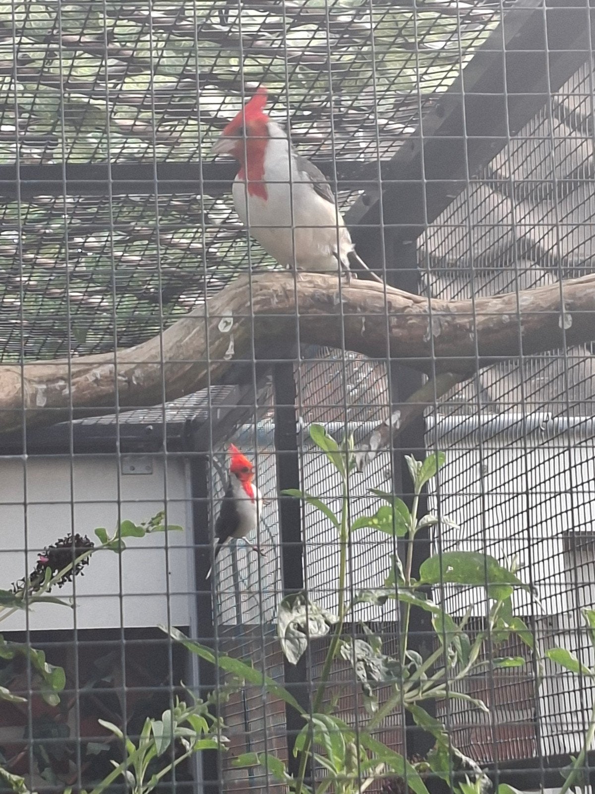 koppel roodkuifkardinalen, Dieren en Toebehoren, Vogels | Overige Vogels, Meerdere dieren