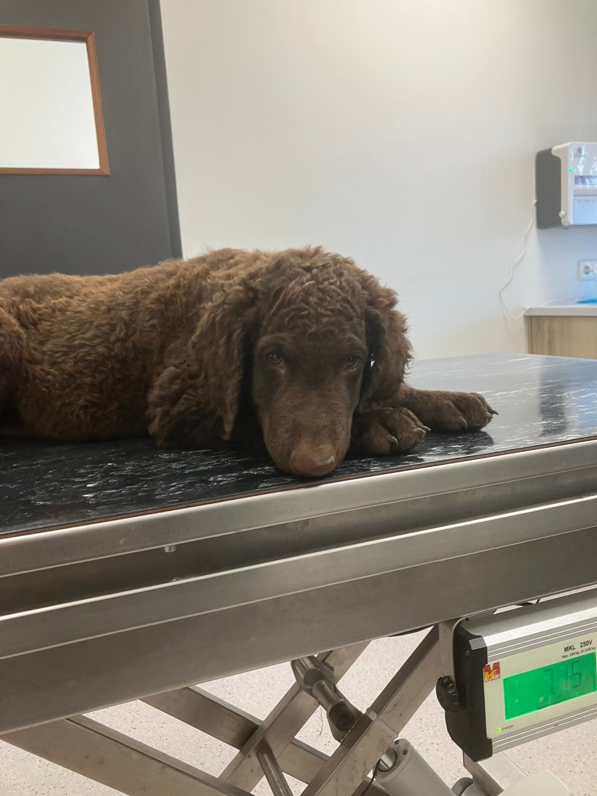 Prachtige kruising retriever pups, Overige rassen, 8 tot 15 weken, Parvo, Meerdere