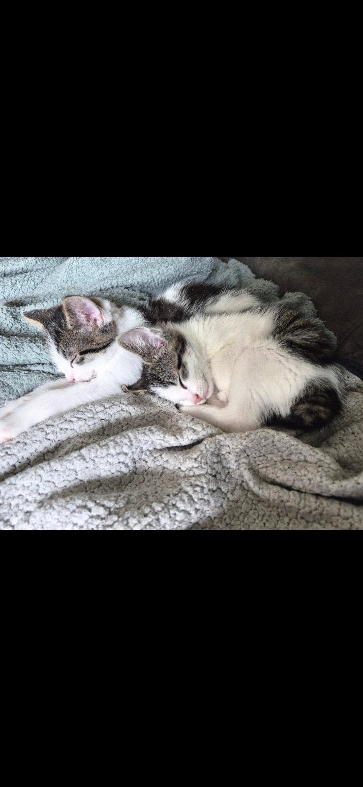 Lieve kittens