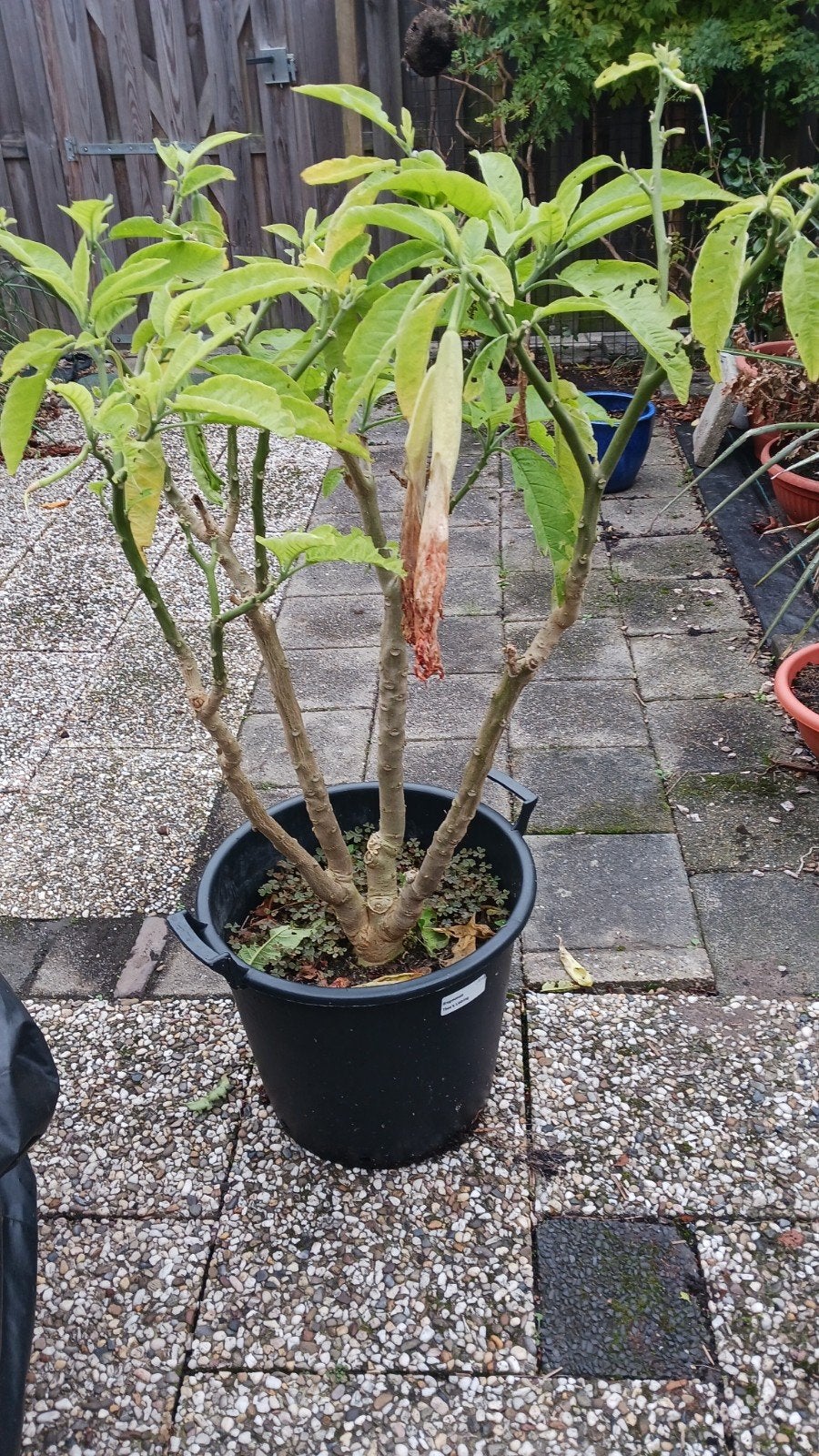 Brugmansia Theas Liebling, Volle zon, Vaste plant, Zomer, Ophalen
