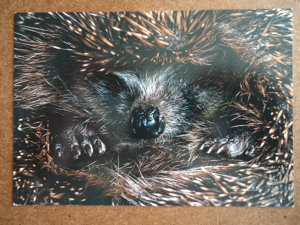(408) Dierenkaart: EGEL, Verzenden, 1980 tot heden, Gelopen, Overige soorten