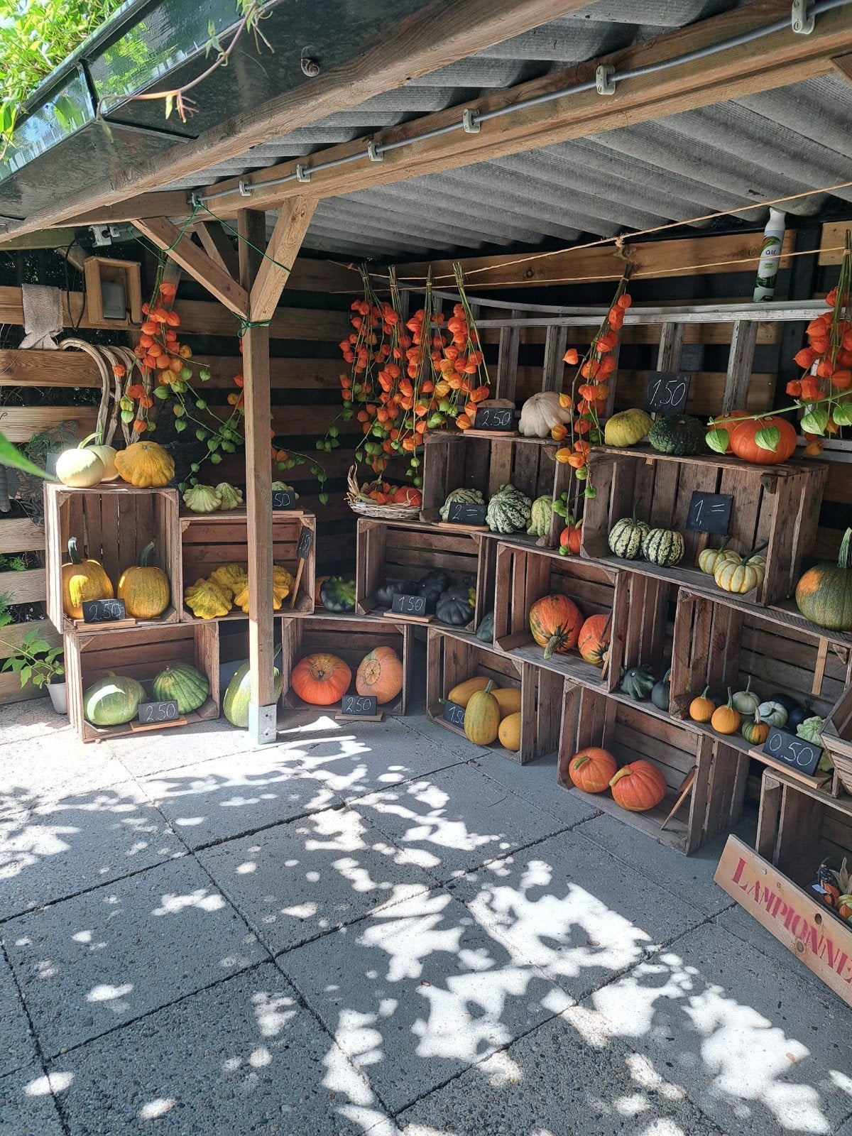 Pompoenen, kalebassen en lampionnen, Tuin en Terras, Ophalen of Verzenden, Eenjarig, Volle zon