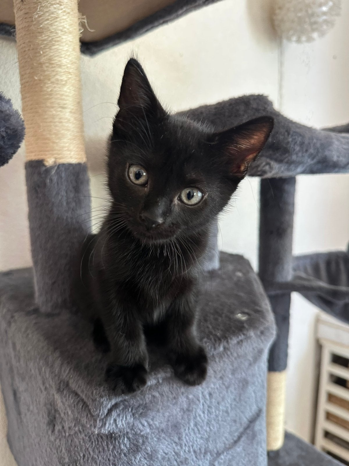 lief mooi zwart kitten, Poes