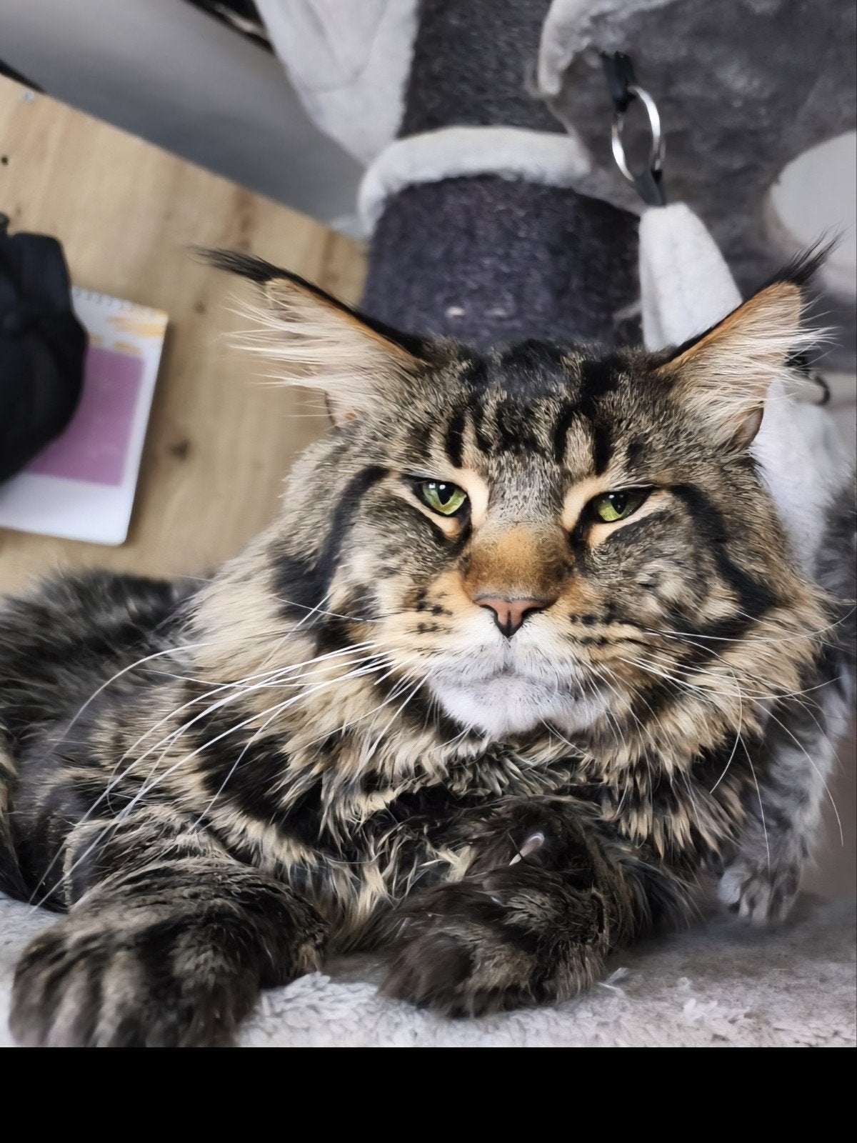 maine coon, Kater