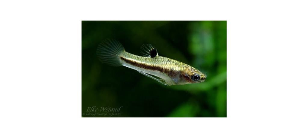 Heterandria Formosa, Vis, Zoetwatervis