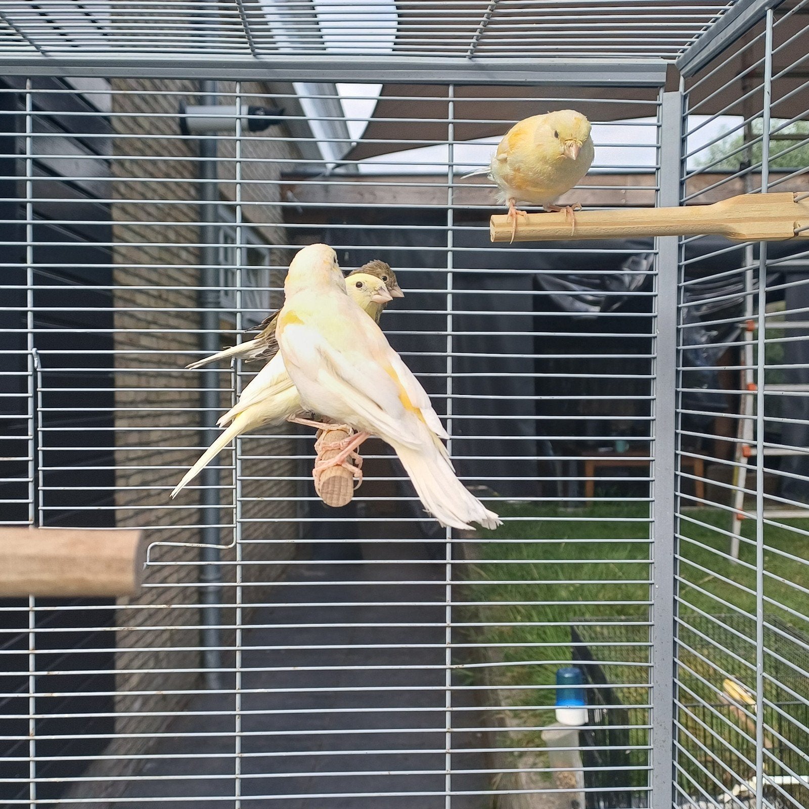 6 jonge gezonde kanaries. frisse kleuren, Dieren en Toebehoren, Vogels | Kanaries, Meerdere dieren, Kleurkanarie