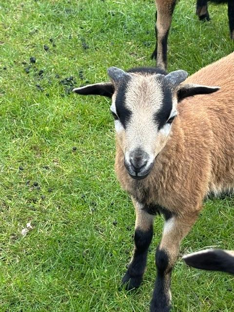 Kameroenschaap, Dieren en Toebehoren, Mannelijk, Geit, 0 tot 2 jaar