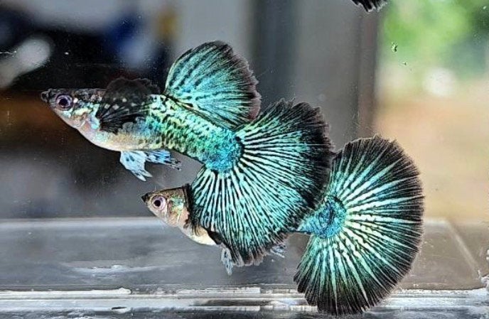 Green Dragon Guppy’s  – Zuivere Lijn – Vanaf €2,50, Vis