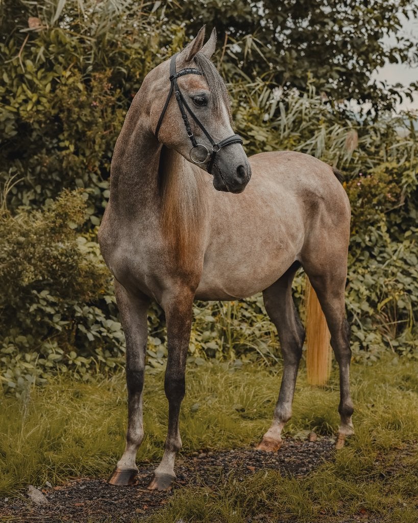 Super lieve 2,5 jarige Arabische volbloed e-pony, Dieren en Toebehoren, E pony (1.48m - 1.57m), Met stamboom, Ruin, Zadelmak