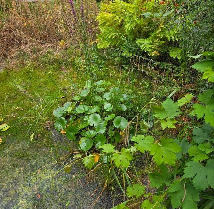 Waterlelies en vijverplanten voor natuurlijke vijver, Ophalen, Gebruikt