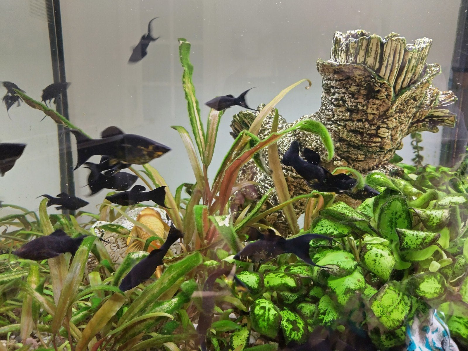 Black Molly sluierstaart vissen, Vis, Zoetwatervis