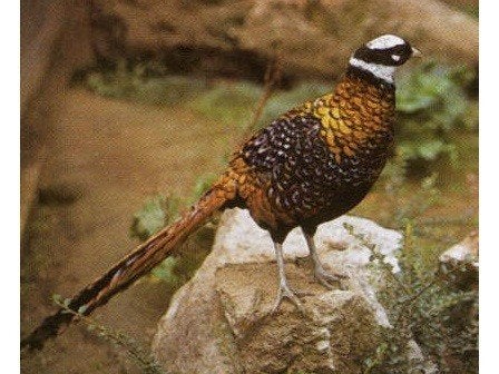 Koningsfazanten | Sierlijke fazant met lage staart!, Dieren en Toebehoren, Meerdere dieren, Overige soorten