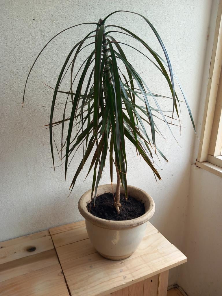 Dracaena met geglazuurde aardewerken pot., Huis en Inrichting, Kamerplanten, Ophalen, Halfschaduw, Minder dan 100 cm