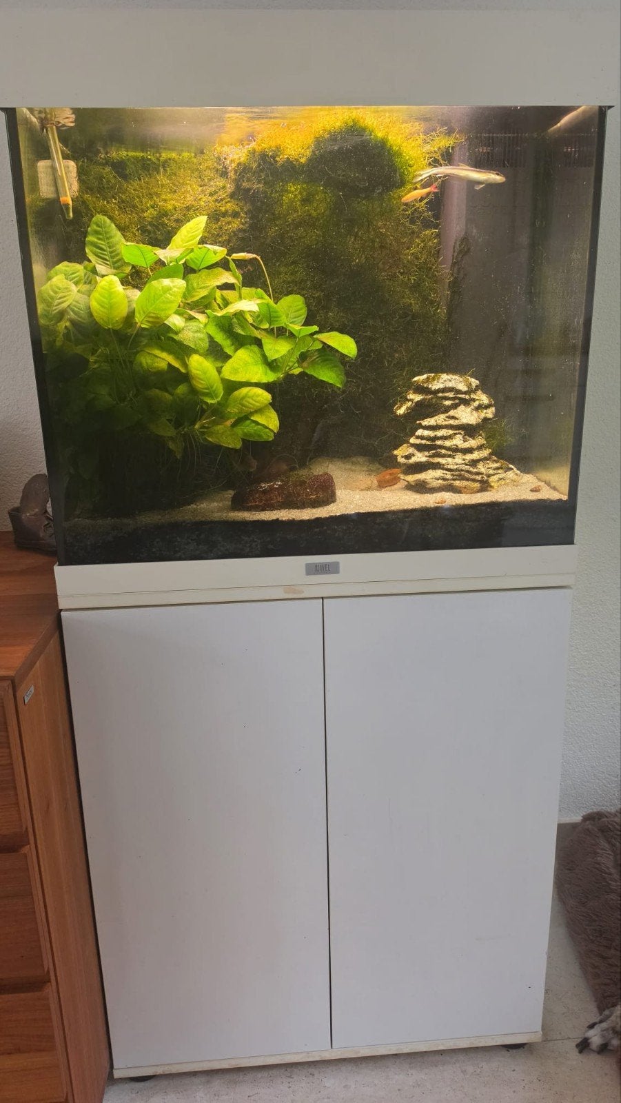 juwel 120, Dieren en Toebehoren, Ophalen, Gebruikt, Aquariummeubel, Inclusief vissen