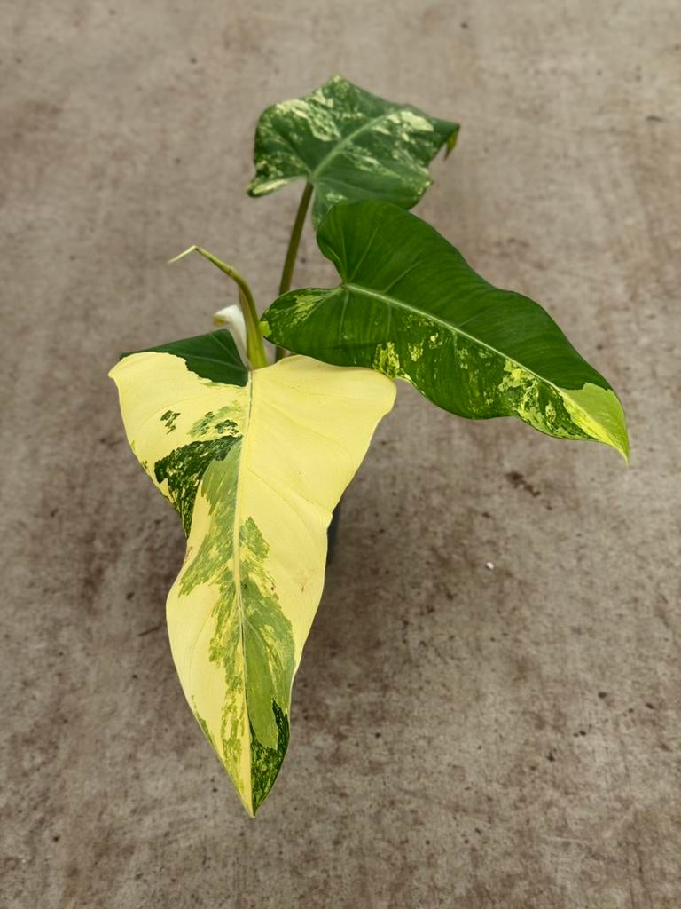 Philodendron Domesticum Variegata, Huis en Inrichting, Ophalen of Verzenden, Halfschaduw, Minder dan 100 cm