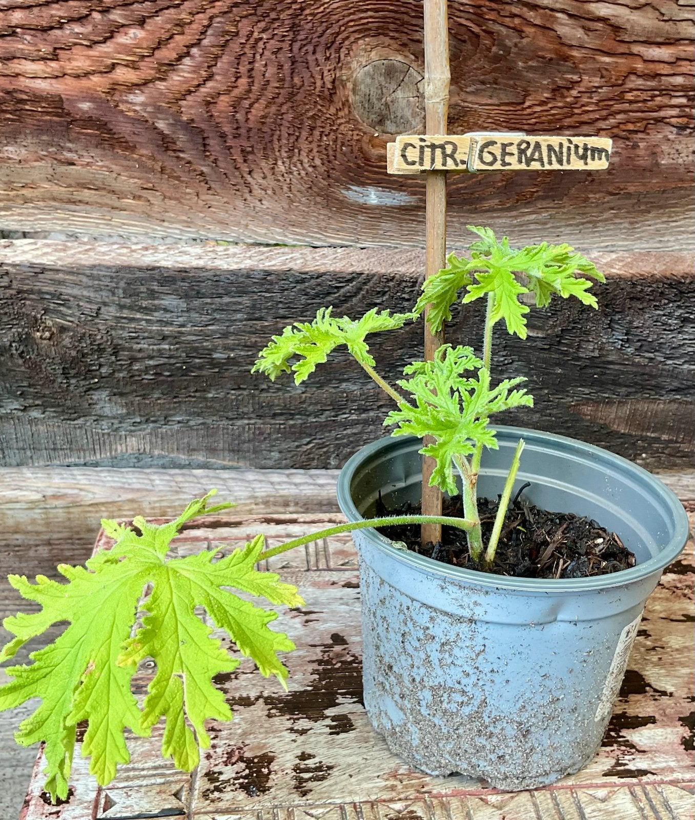 CITROENGERANIUM Pelargonium Graveolens Houdt muggen weg, Tuin en Terras, Vaste plant, Halfschaduw, Zomer, Ophalen