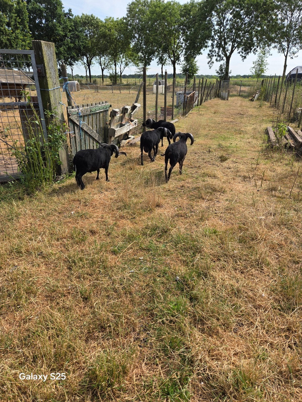 Jaarling quasant rammen, Dieren en Toebehoren, Mannelijk, Schaap
