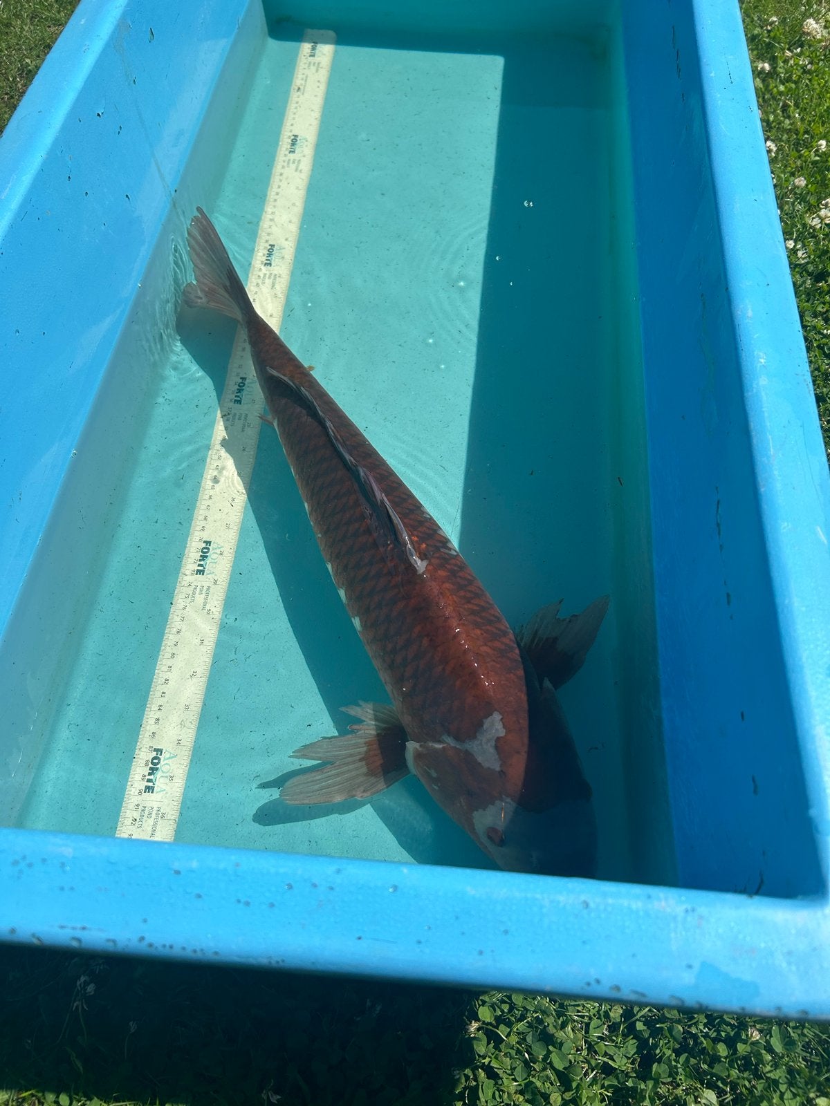 Ochiba koi japans, Karper of Koi