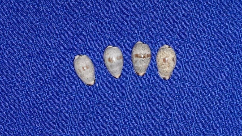 Schelpen, Cypraea gracilis, set van vier stuks, Ophalen of Verzenden, Schelp(en)