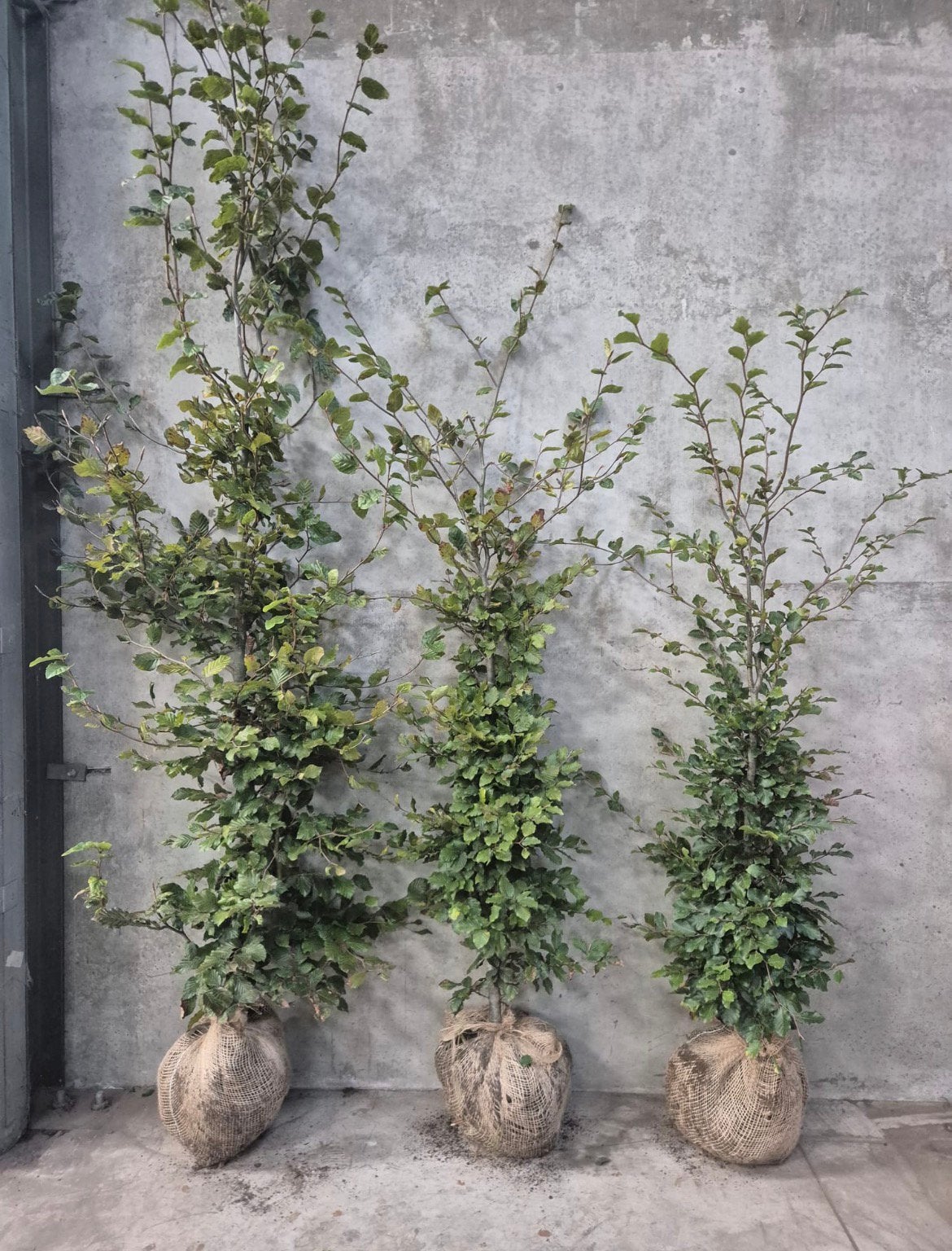Beukenhaag + Haagbeuk, Tuin en Terras, Ophalen, Beukenhaag, 100 tot 250 cm