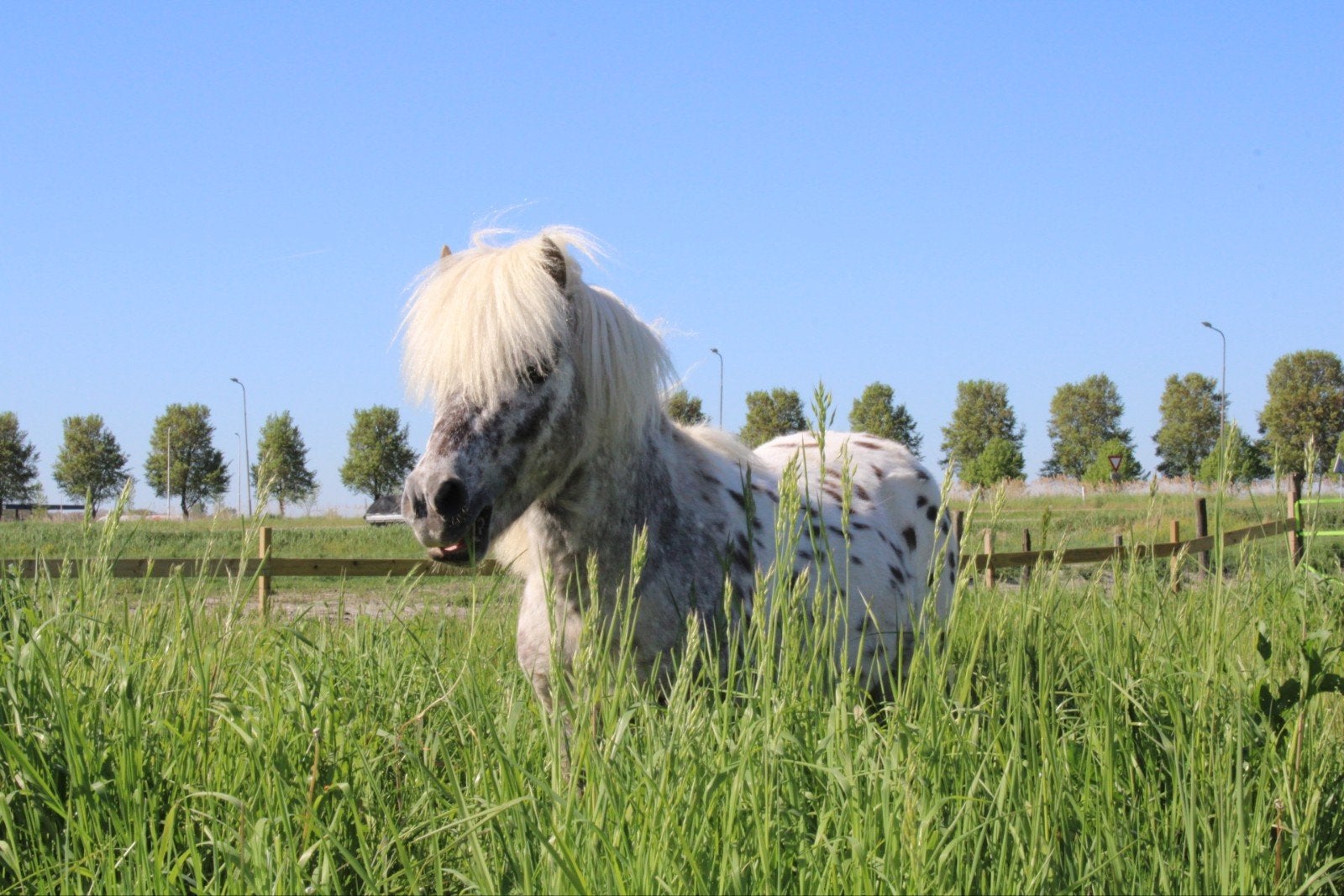 Prachtige mini appaloosa paardjes, Dieren en Toebehoren, Met stamboom, Niet van toepassing, A pony (tot 1.17m), 7 tot 10 jaar