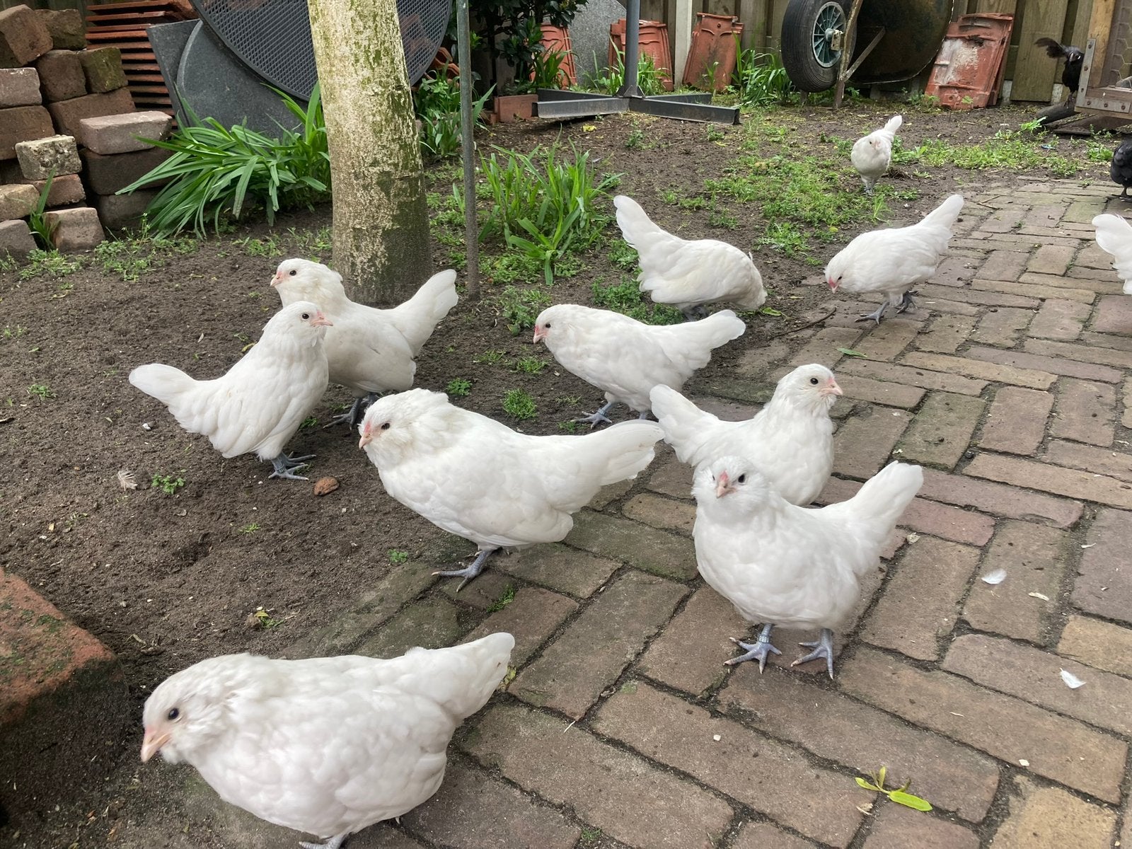 Baarkrielen, Dieren en Toebehoren, Vrouwelijk, Kip