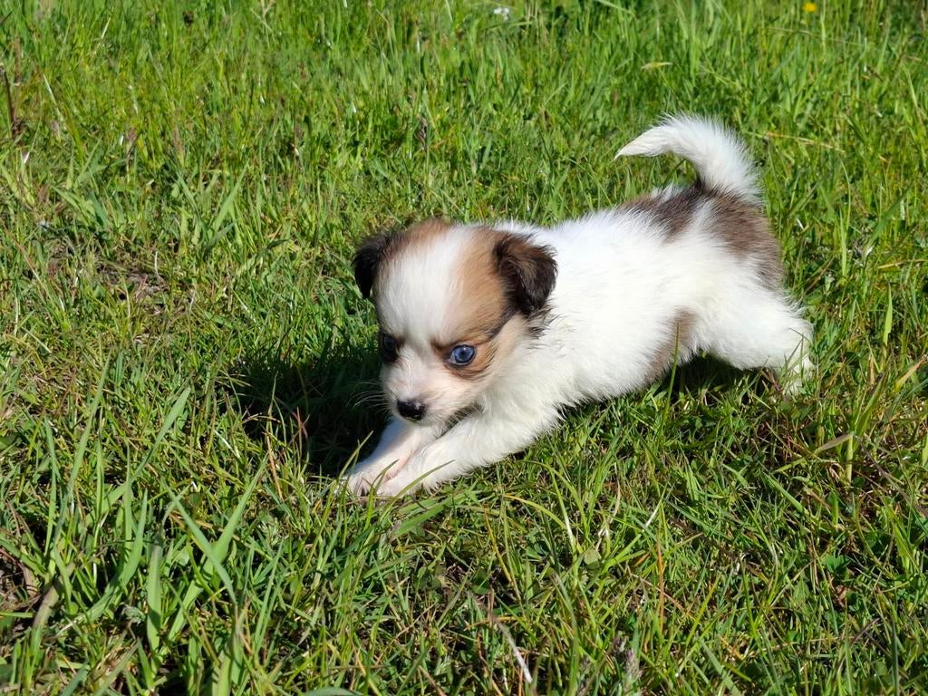 Prachtige Kooiker x Pomsky pups, Overige rassen, 8 tot 15 weken, Meerdere, Meerdere dieren