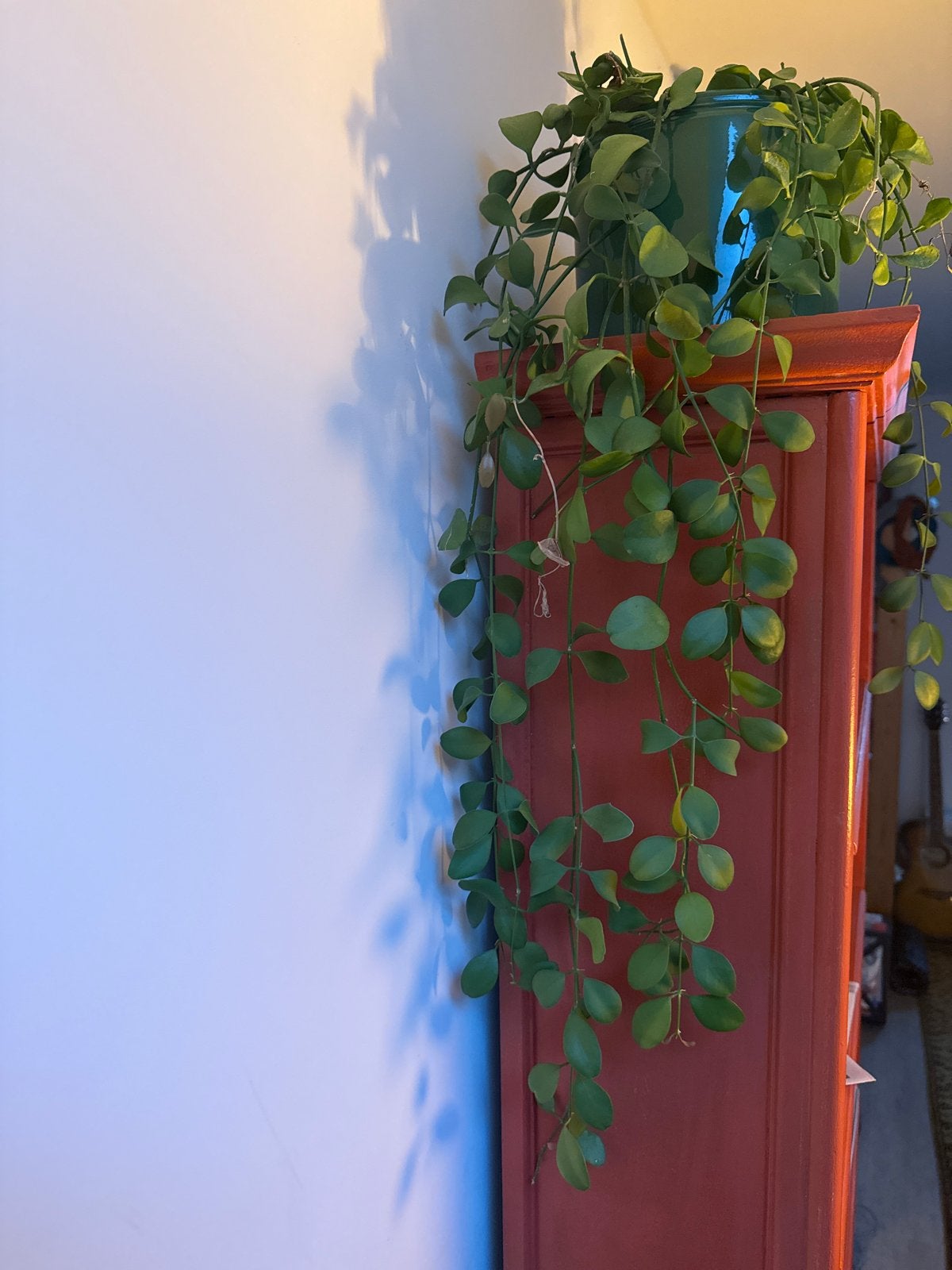 Hangplant in groene pot, Ophalen, Halfschaduw, Minder dan 100 cm