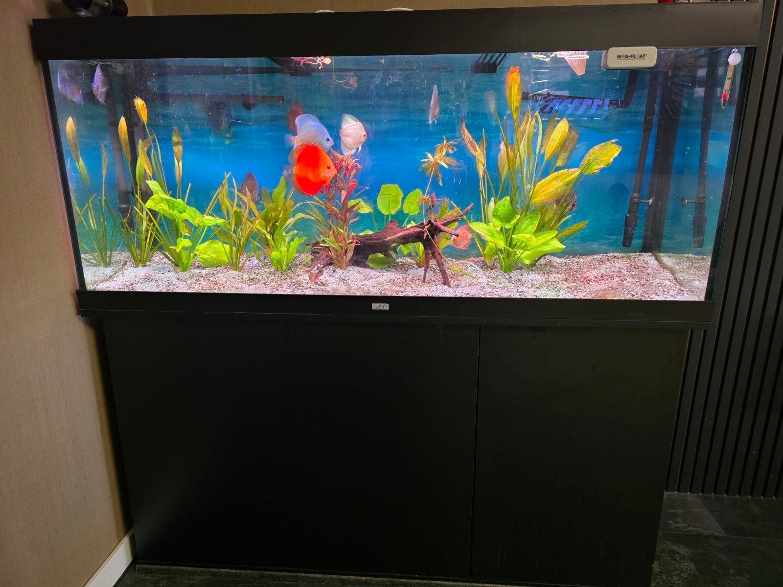 discusvissen en aquarium compleet, Ophalen, Inclusief controller, Juwel, Gevuld zoetwateraquarium