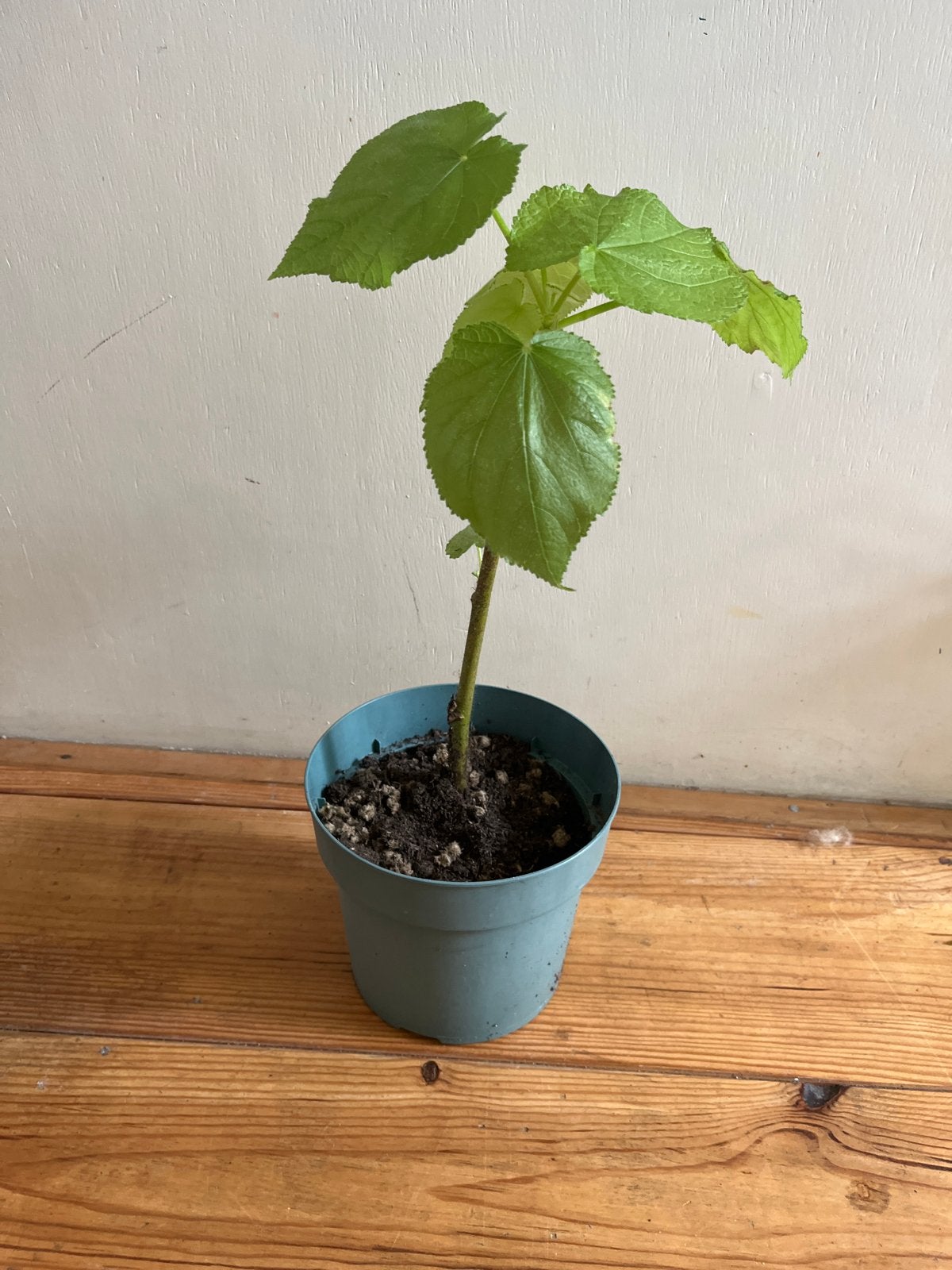 Kamerlinde, Tuin en Terras, Planten | Tuinplanten, Overige soorten, Vaste plant, Ophalen of Verzenden, Bloeit niet