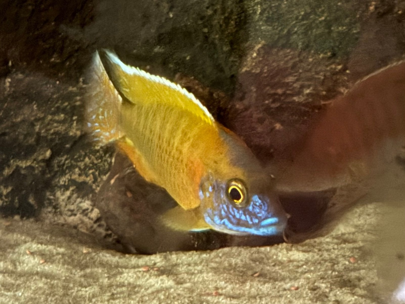 Schitterende malawi aulonocara baenchi benga, Dieren en Toebehoren, Vissen | Aquariumvissen, Vis