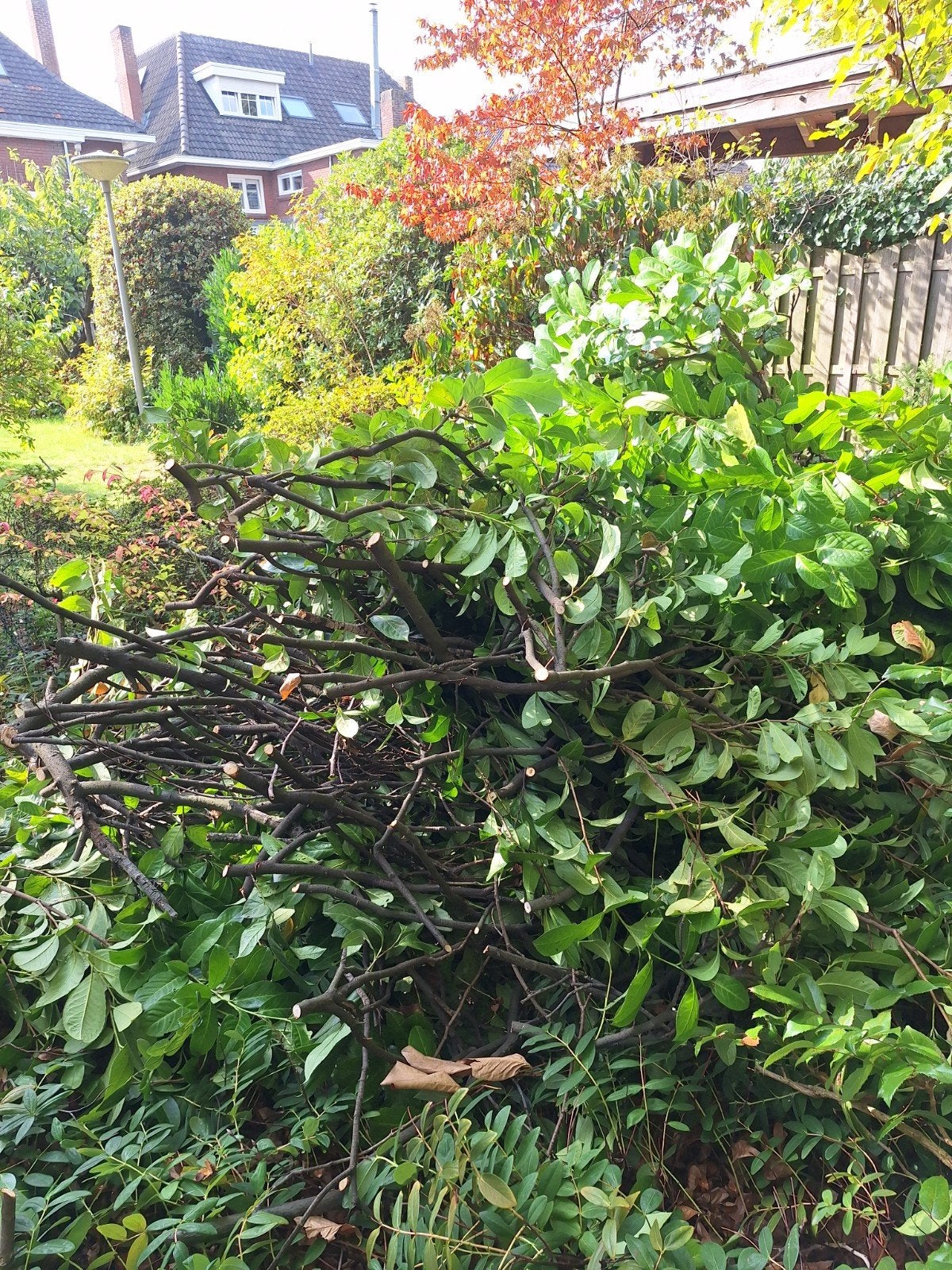 Verse takken van gesnoeide struiken en bomen, 3 tot 6 m³, Ophalen, Overige houtsoorten, Takken