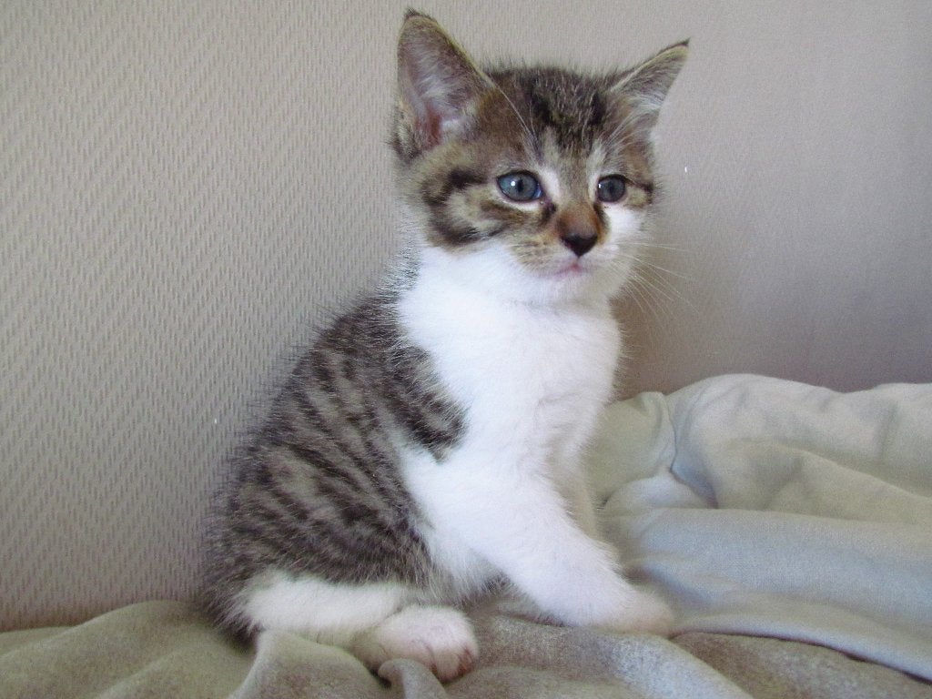 lieve makke kittens, Meerdere dieren, Kortharig