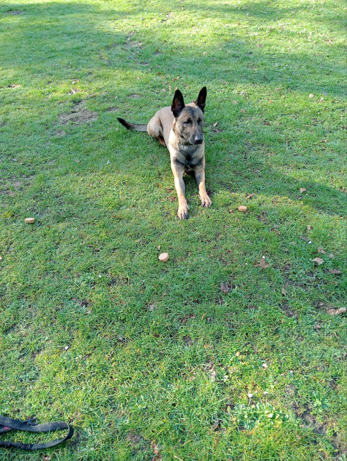 Mechelse herder reu, Dieren en Toebehoren, Honden | Herdershonden en Veedrijvers, Reu, CDV (hondenziekte), 1 tot 2 jaar, Meerdere