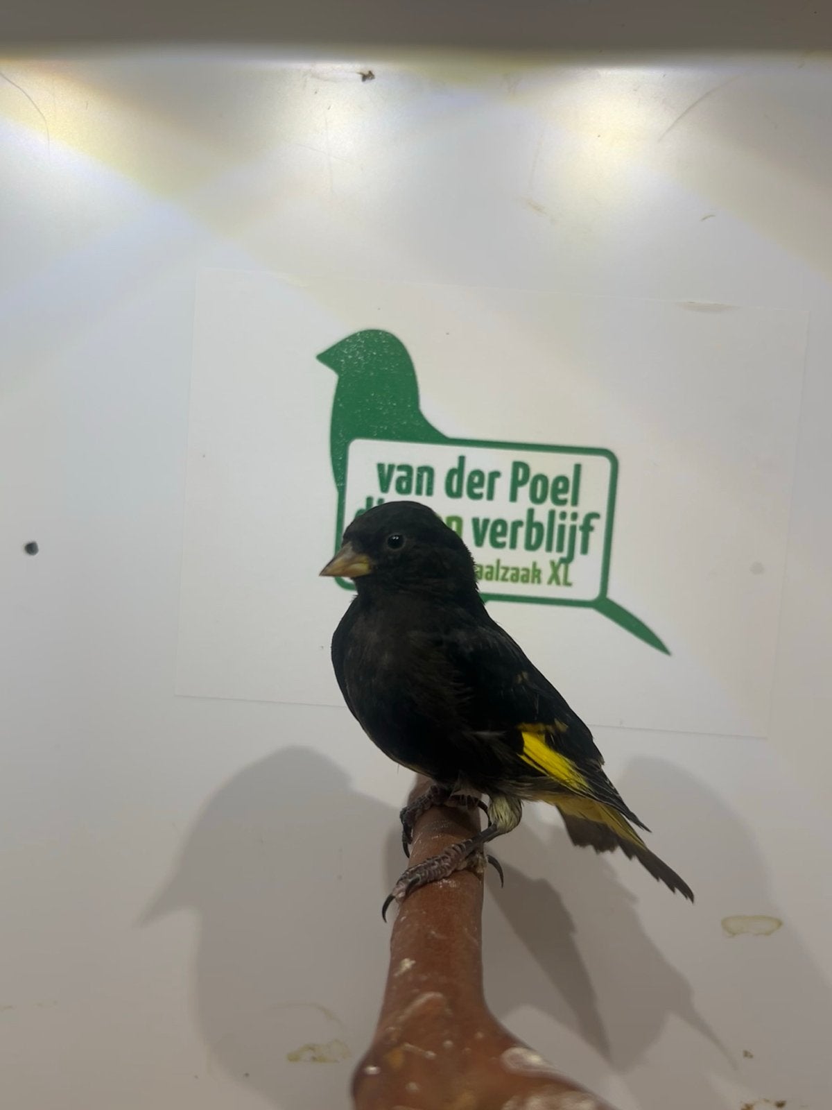 0-1 zwarte sijs, Vrouwelijk, Tropenvogel, Geringd