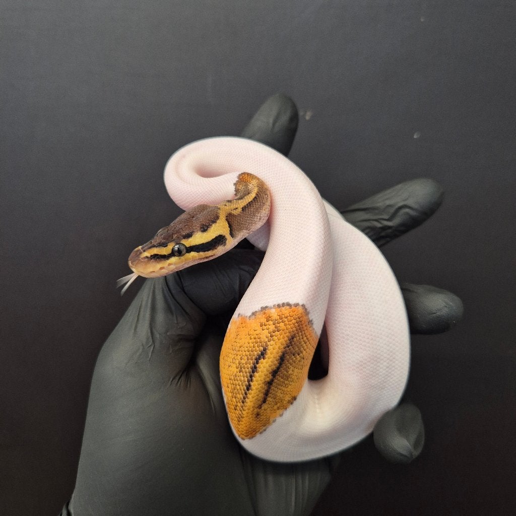 p. regius lijst Houten nk 2026 Ball Python photo 2