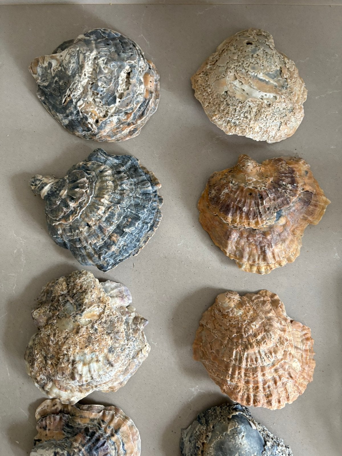 10 grote schelpen, Ophalen of Verzenden, Schelp(en)