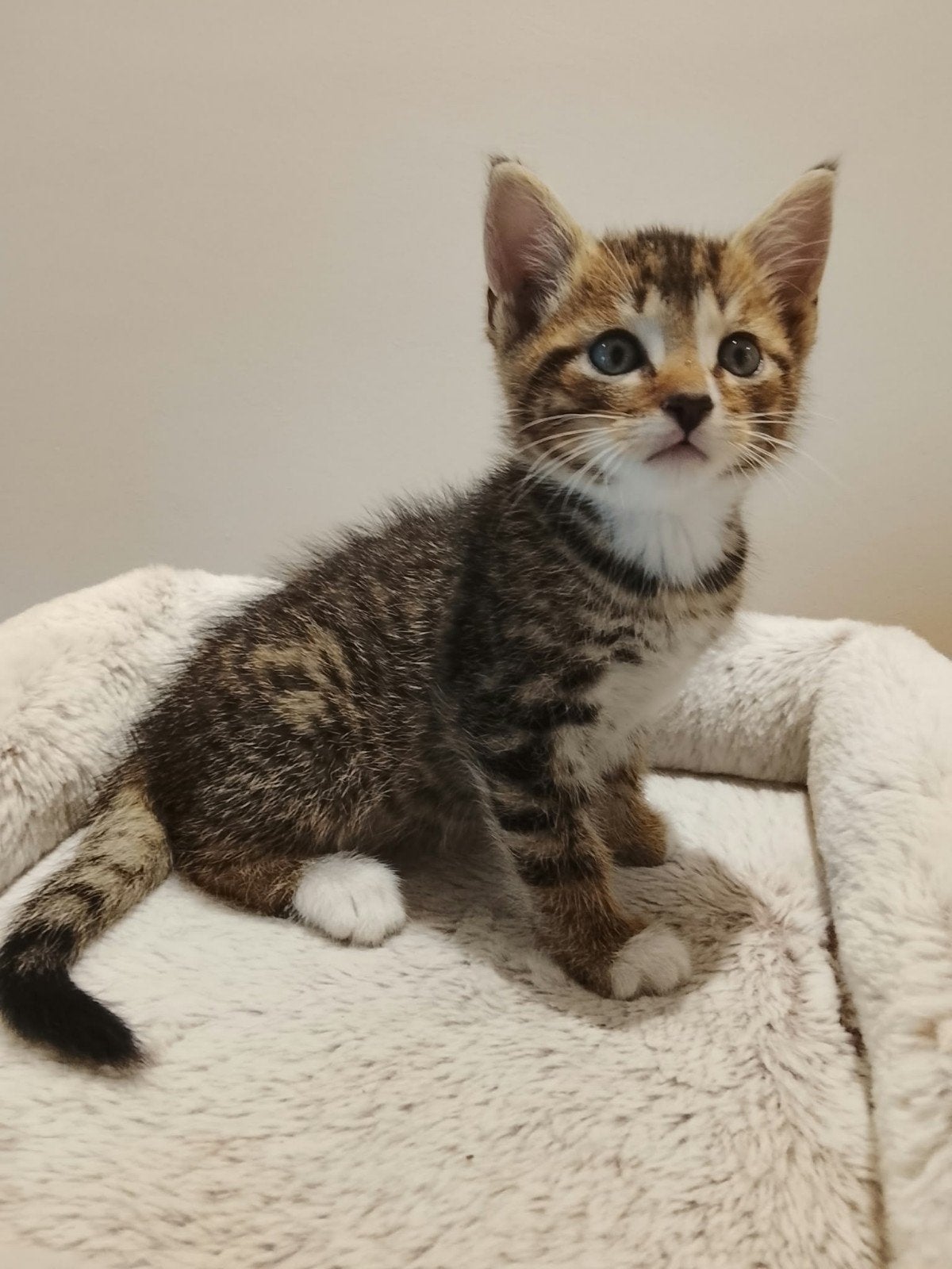 Prachtige Ragdoll kruising kittens, Dieren en Toebehoren, Meerdere dieren, 0 tot 2 jaar
