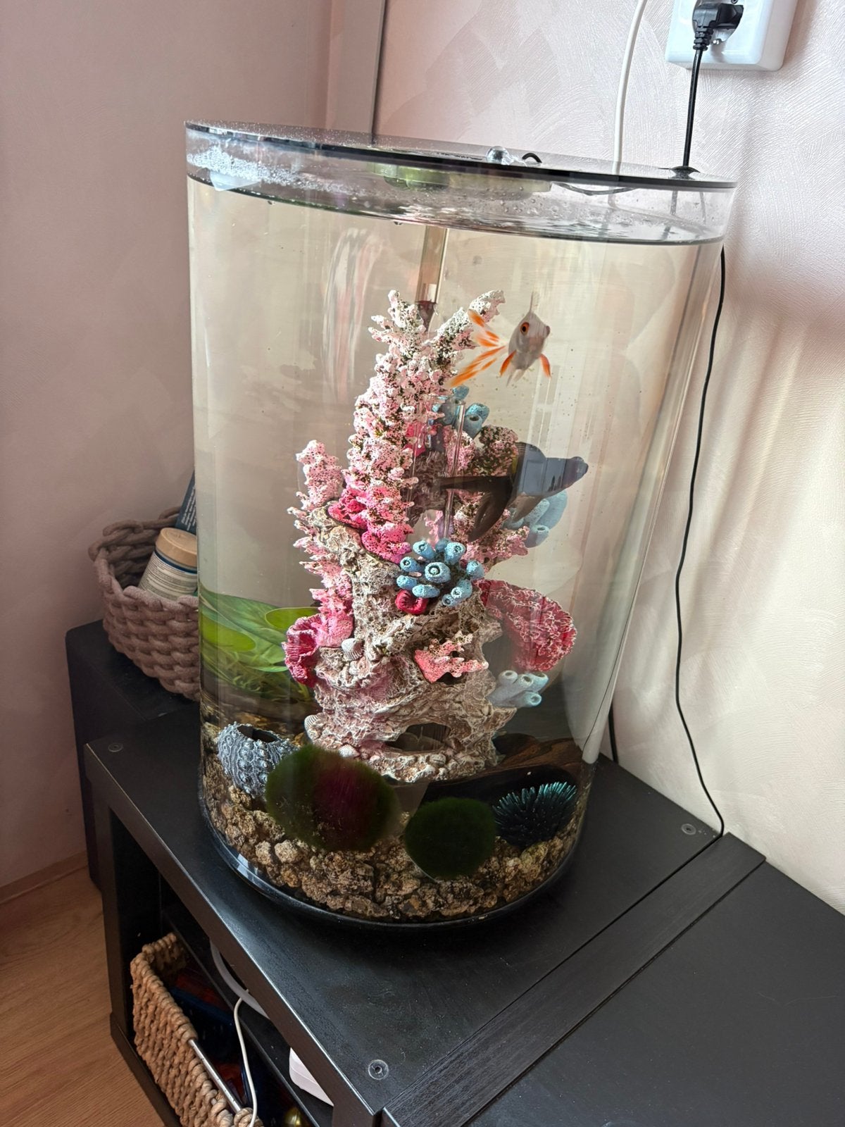 Compleet aquarium, Ophalen, Inclusief vissen, Zo goed als nieuw, Gevuld zoetwateraquarium