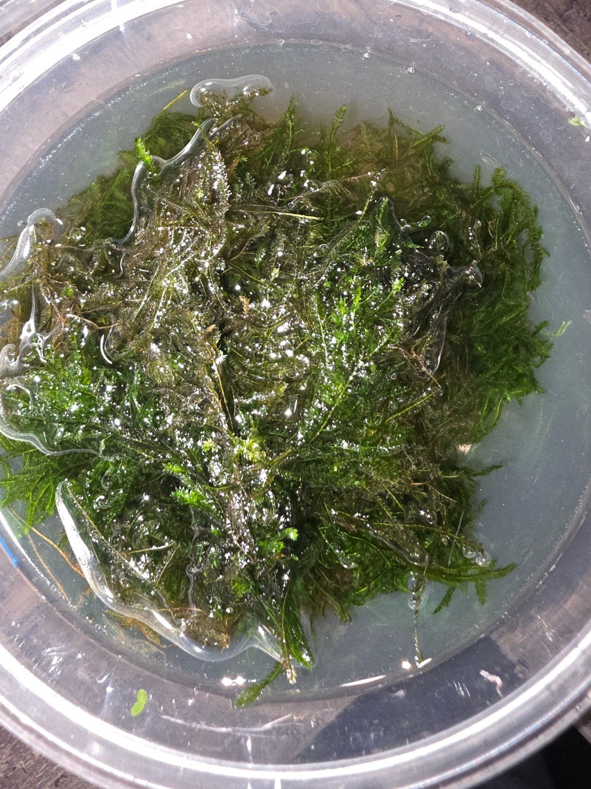 Javamos, Dieren en Toebehoren, Vissen | Aquaria en Toebehoren, Ophalen of Verzenden, Nieuw, Plant(en), Steen of Hout