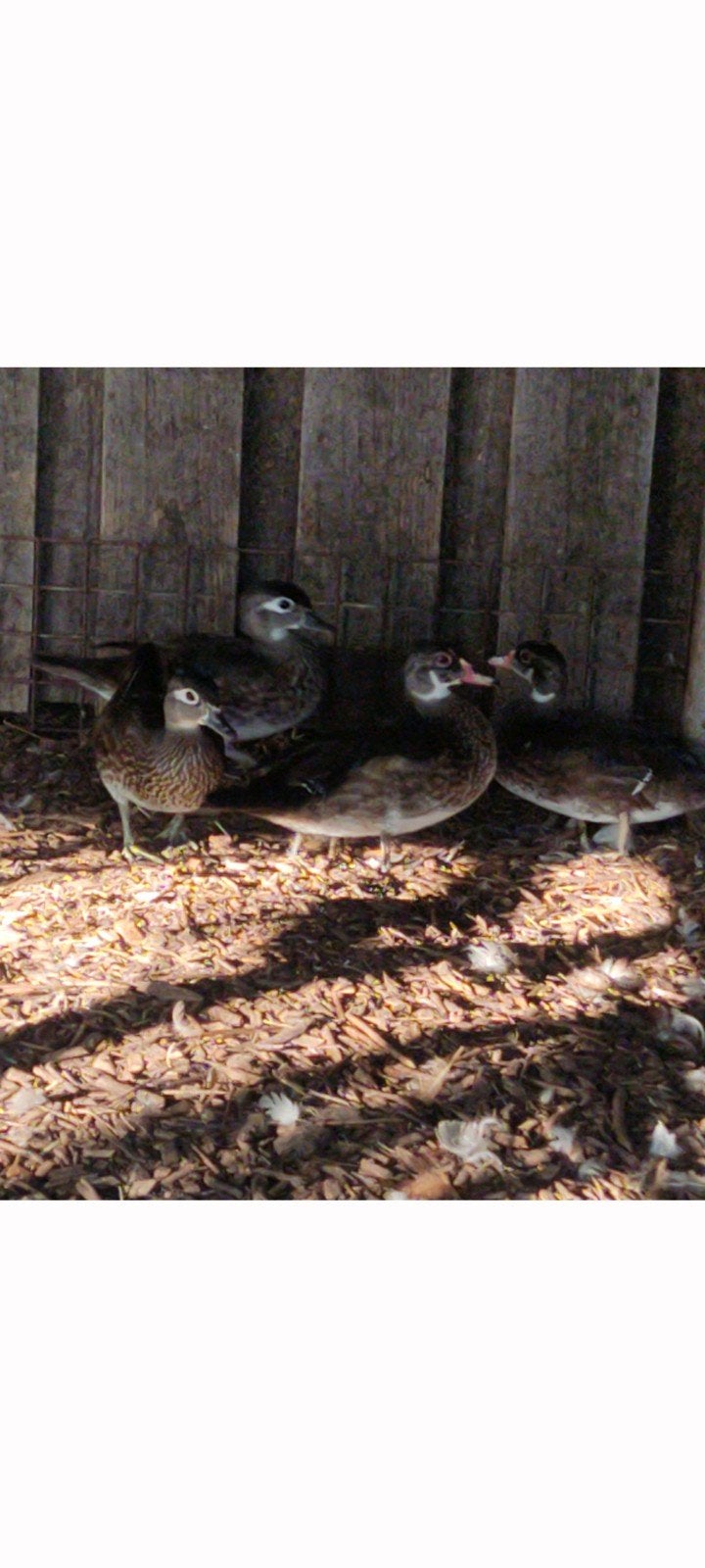 2 koppels Carolina eenden, Dieren en Toebehoren, Pluimvee, Meerdere dieren, Eend