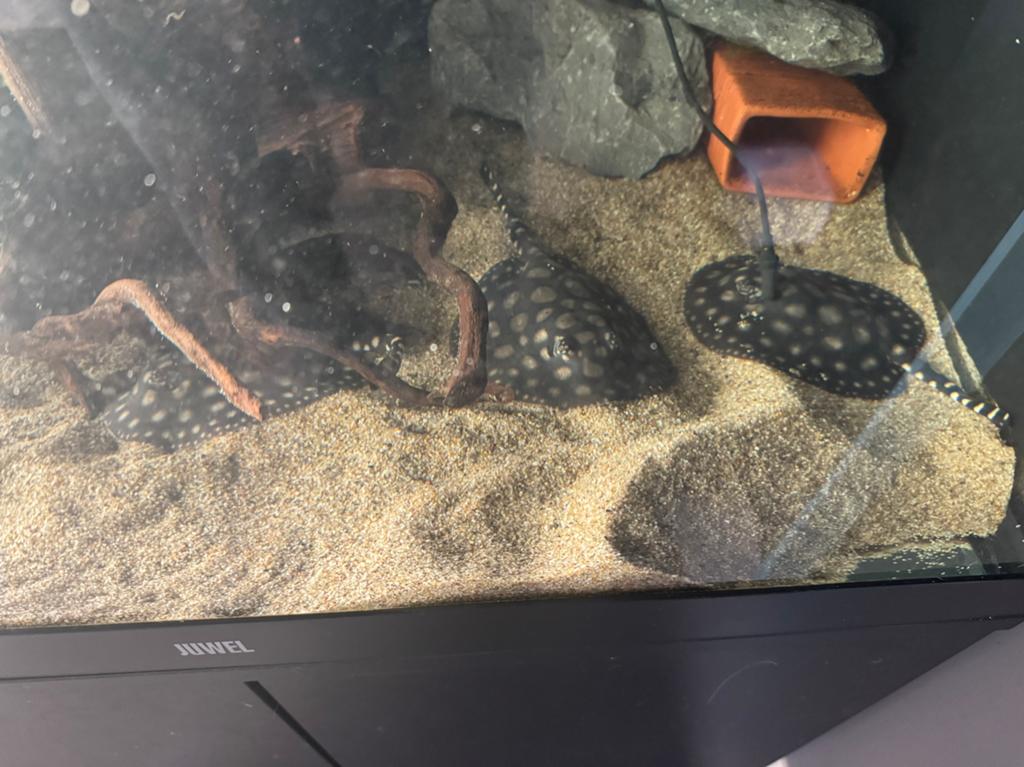3 black diamond roggen pups - potamotrygon, Vis, Zoetwatervis