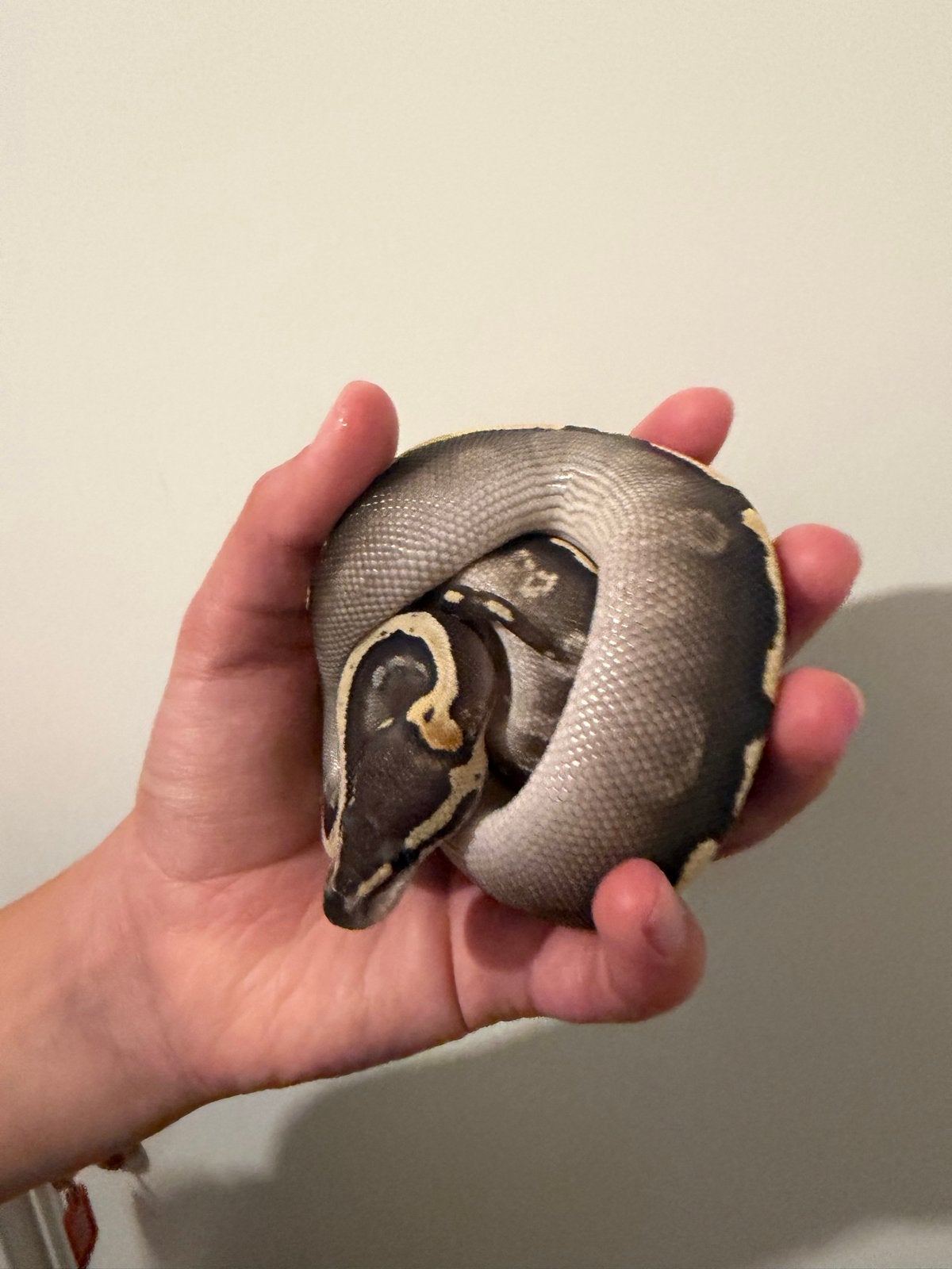 0.1 Ballpython / Regius