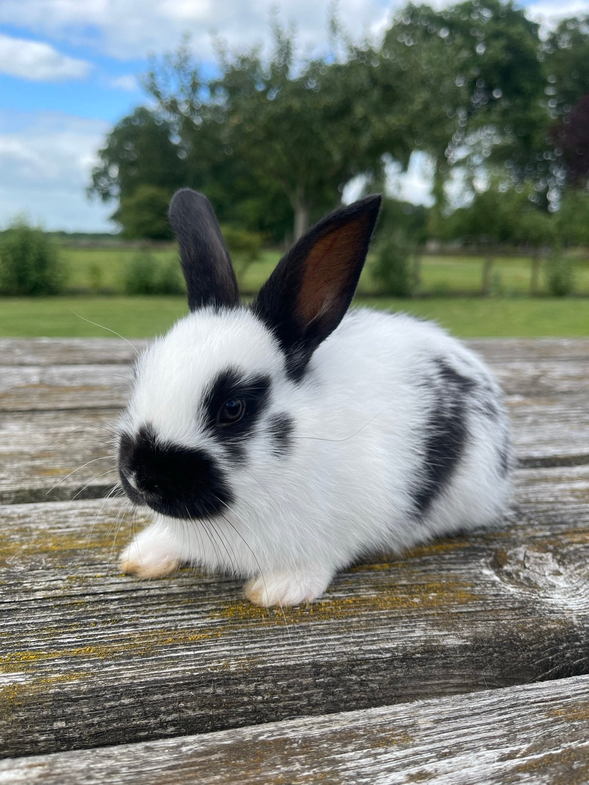 Jonge Lotharinger, Dieren en Toebehoren, Konijnen, Mannelijk, Middelgroot, 0 tot 2 jaar