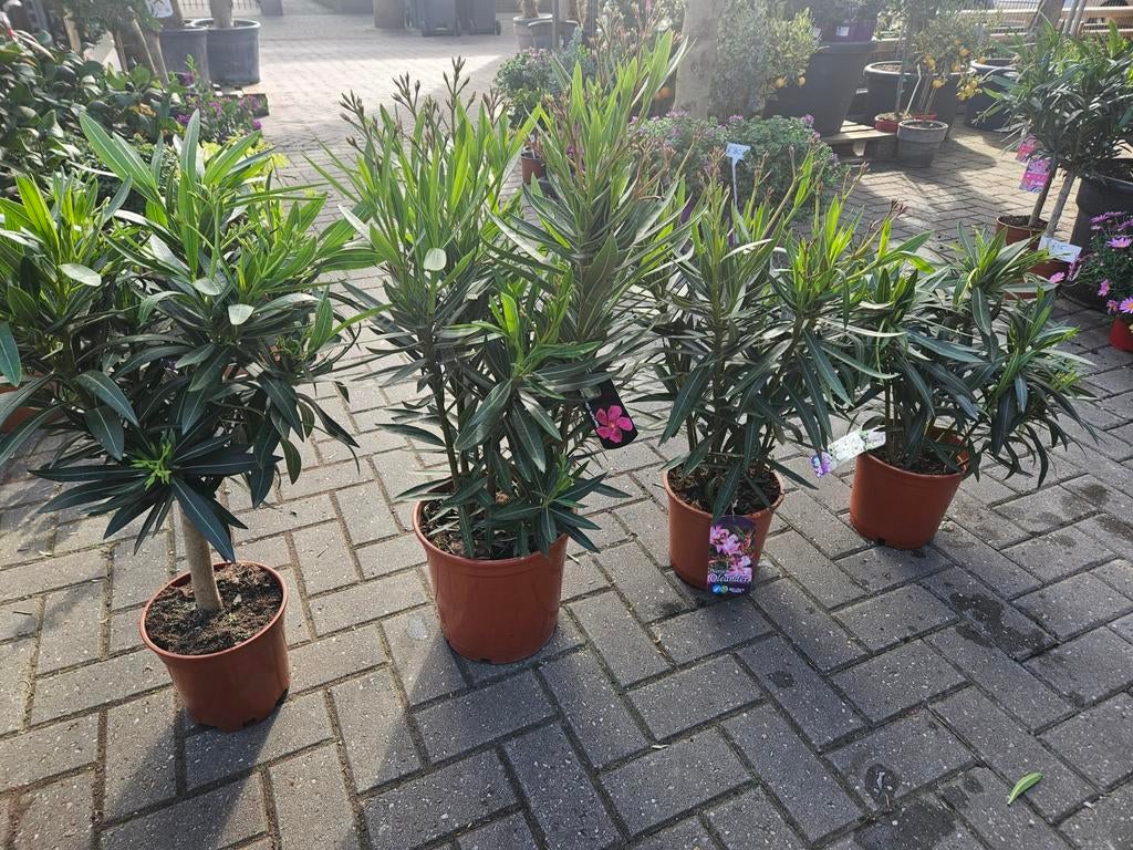 Oleanders 4 maten vanaf 17,95, Ophalen of Verzenden, Overige soorten, Volle zon
