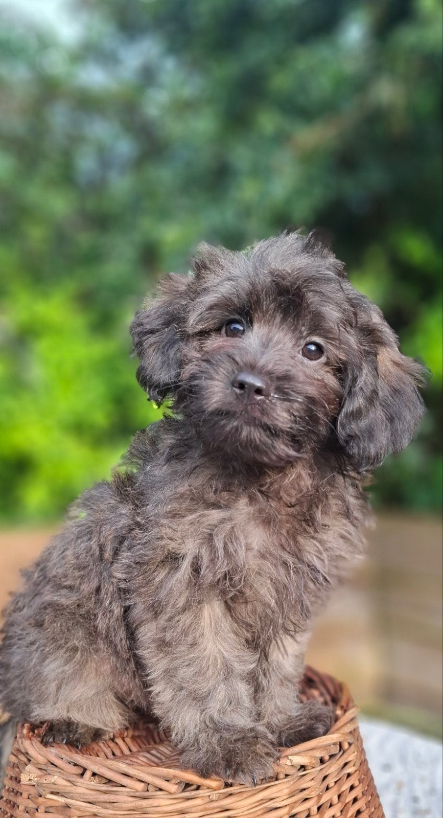 Super leuke, klein blijvende doodle pupjes (pomapoo), Dieren en Toebehoren, Parvo, Overige rassen, 8 tot 15 weken, Meerdere